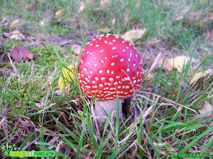 Mochomůrka červená - Amanita muscaria - Foto Iva Vyskočilová