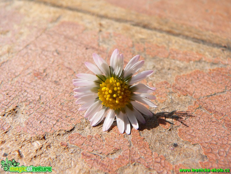 Sedmikráska -  Bellis perennis - Foto Ivana Šťastná