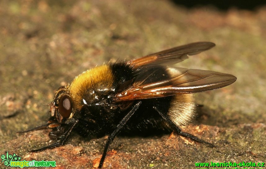 Moucha - Mistacea mesembrina - Foto G. Ritschel