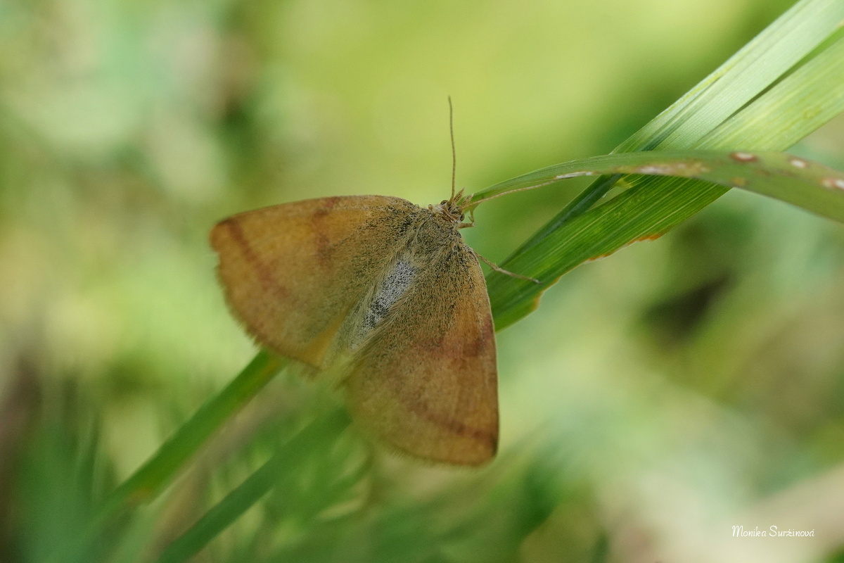 Rudopásník šťovíkový - Foto Monika Suržinová 0125