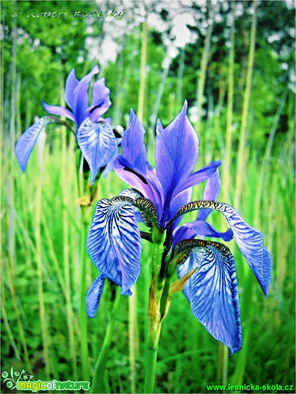 Kosatec sibiřský - Iris sibirica - Foto Robert Kopecký (1)