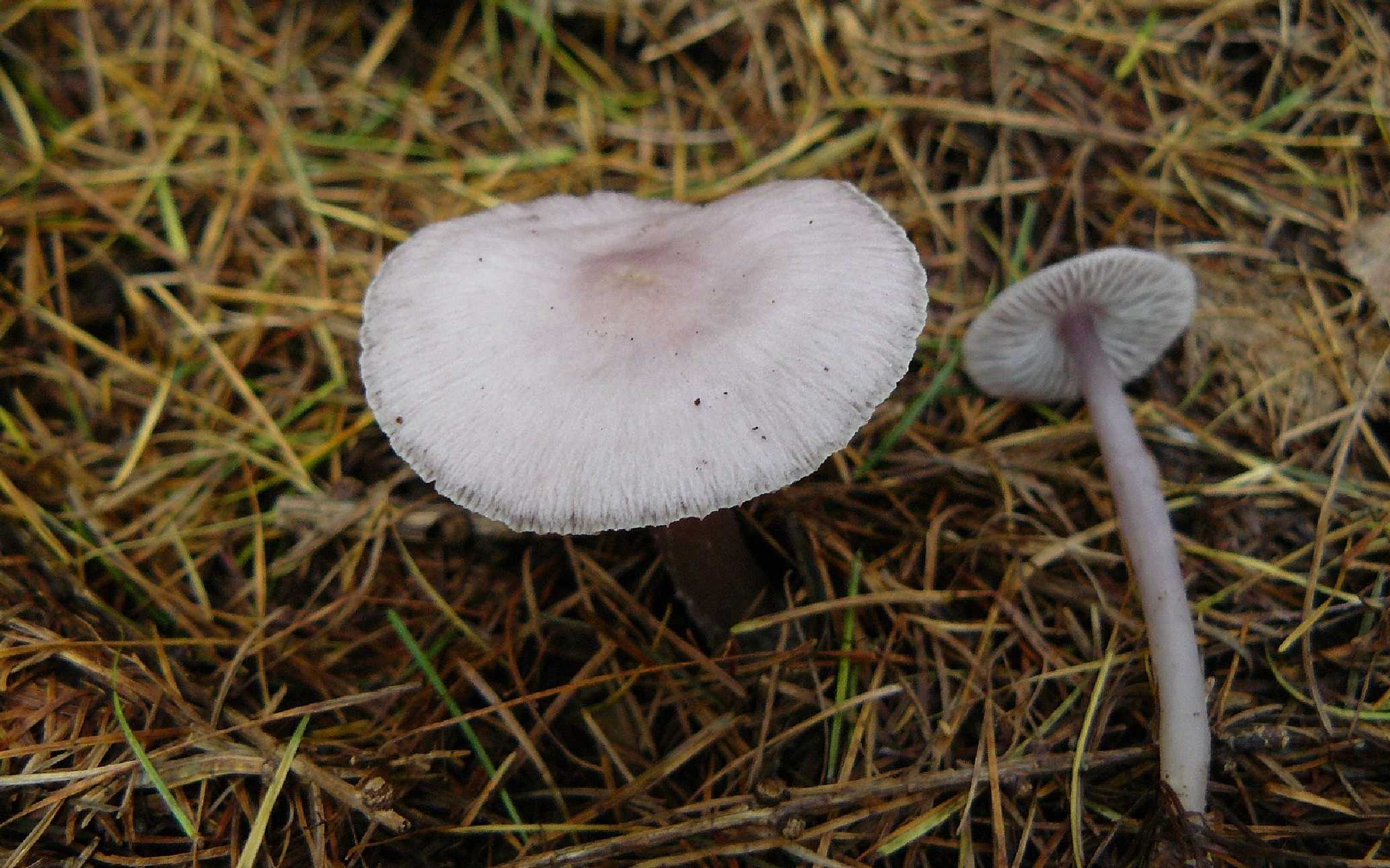 Helmovka ředkvičková - Foto Pavel Stančík 0225