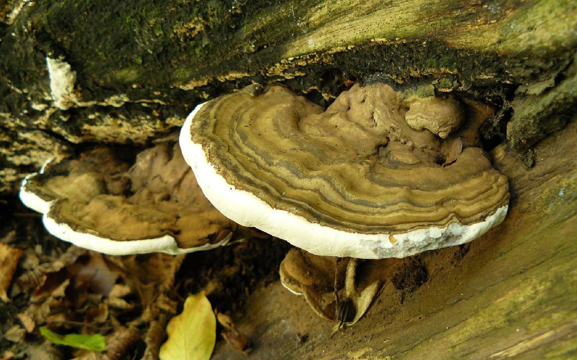 Lesklokorka ploská - Foto Pavel Stančík 0225