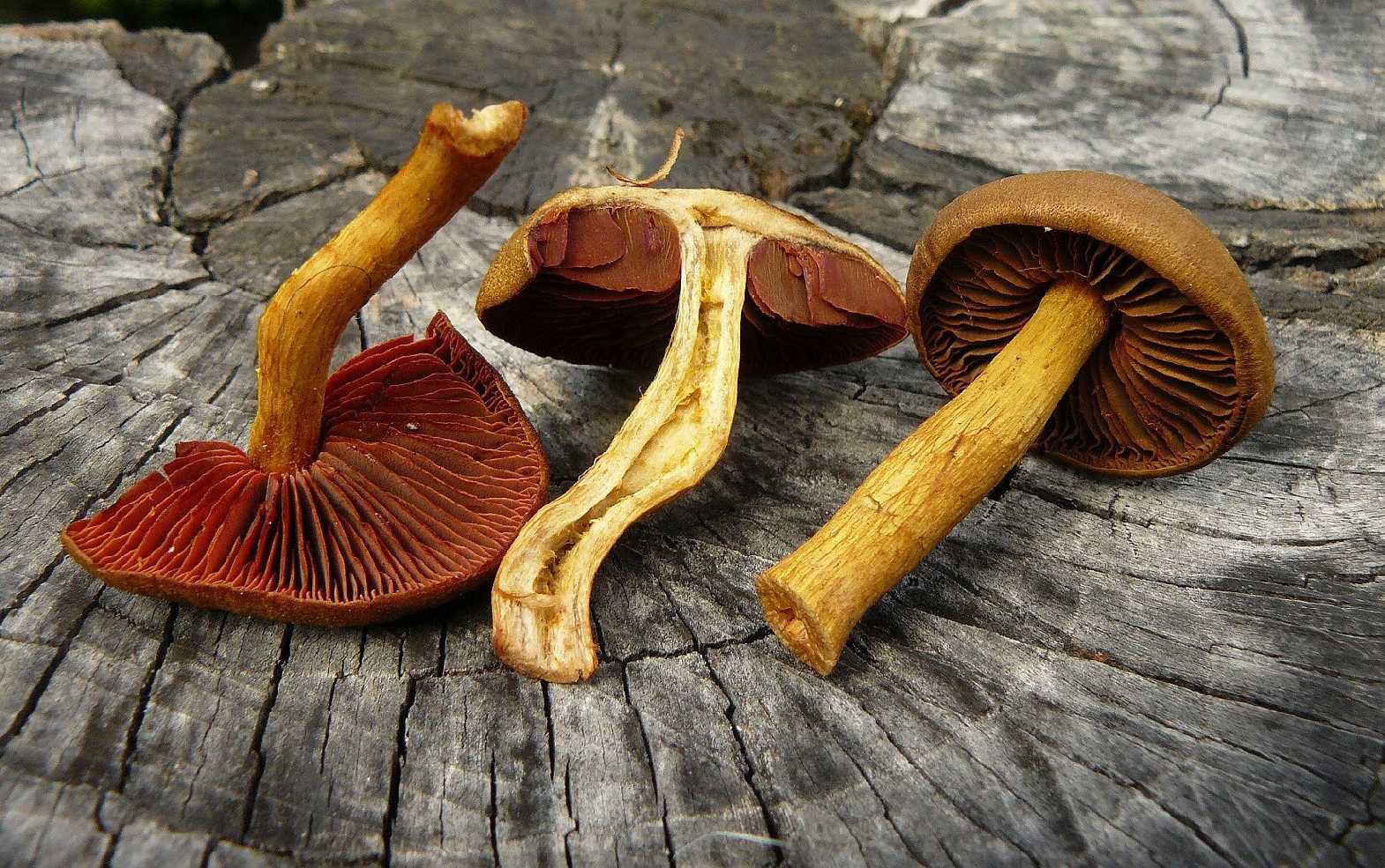 Pavučinec polokrvavý - Cortinarius semisanguineus - Foto Pavel Stančík 0225
