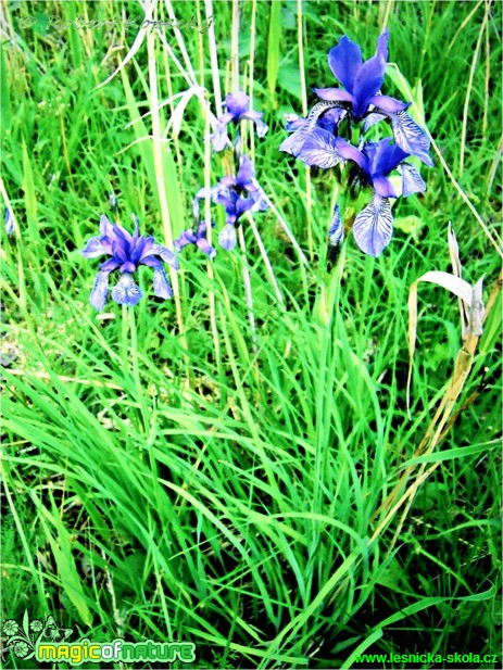 Kosatec sibiřský - Iris sibirica - Foto Robert Kopecký