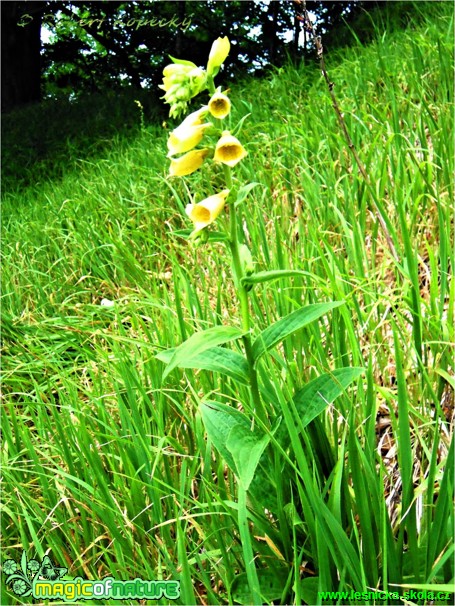 Náprstník velkokvětý - Digitalis grandiflora - Foto Robert Kopecký