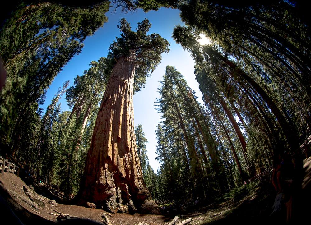 Sequoia NP - General Sherman - Foto Ladislav Hanousek 0325