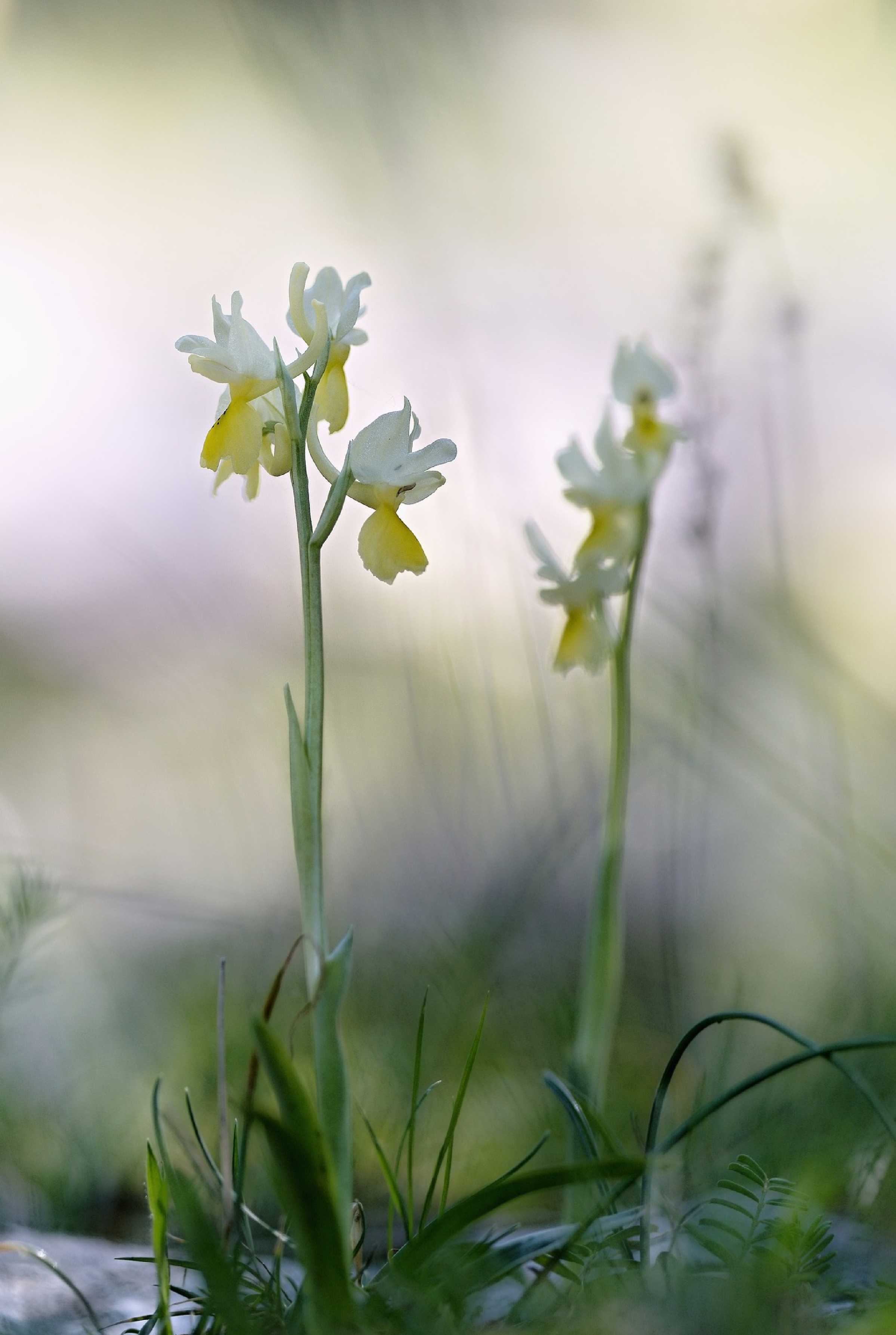 Orchis pauciflora - Foto Jana Ježková 0824 (2)