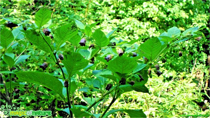 Rulík zlomocný - Atropa bella-donna - Foto Robert Kopecký