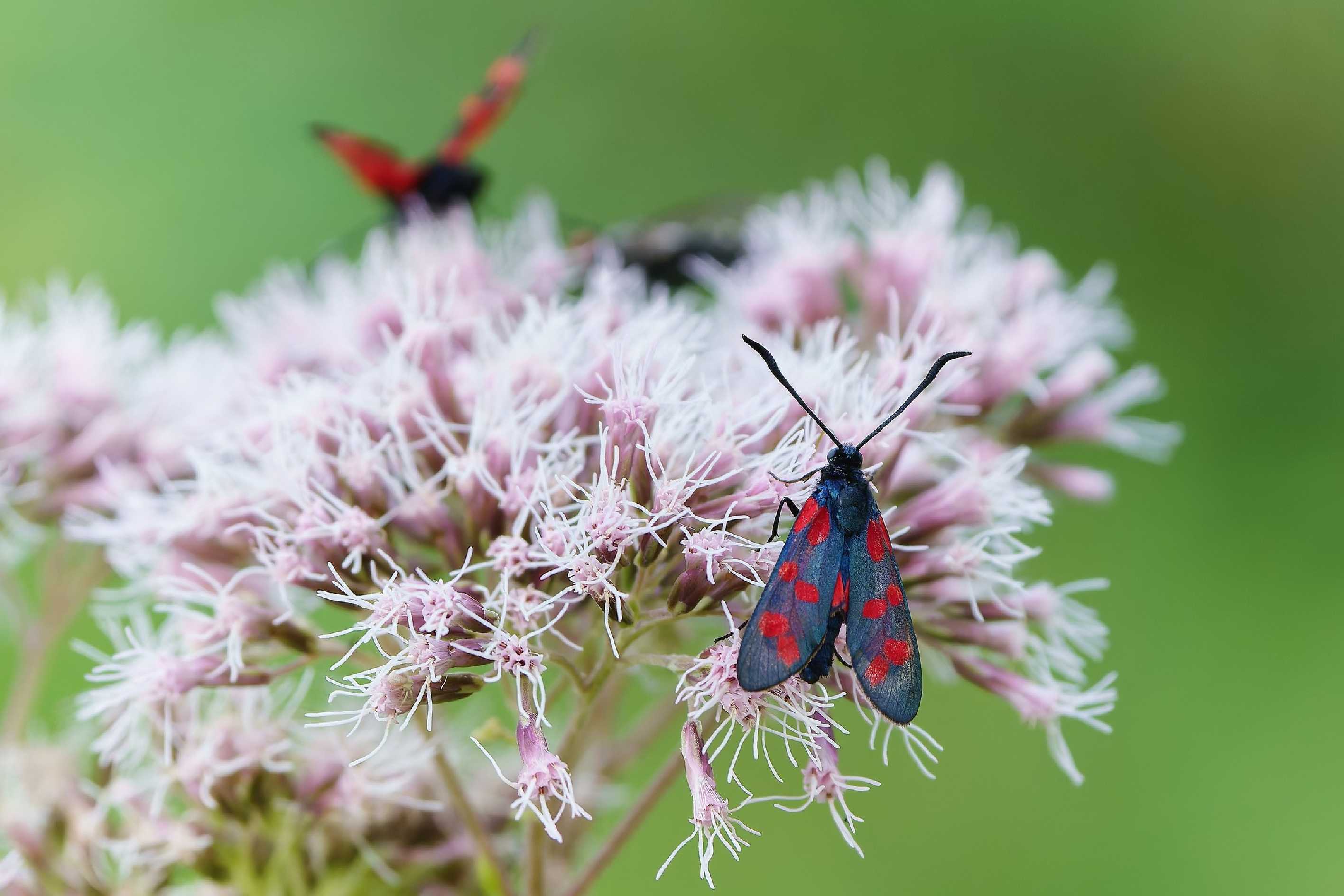 Vřetenuška obecná - Zygaena filipendulae - Foto Jana Ježková 0824
