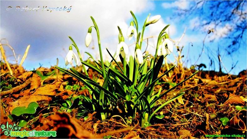 Sněženka podsněžník - Galanthus nivalis - Foto Robert Kopecký