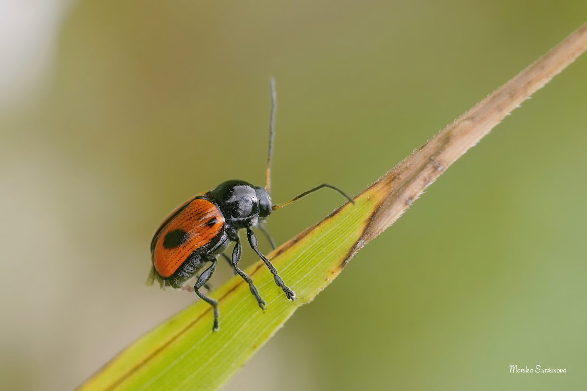Krytohlav -  Cryptocephalus bipunctatus - Foto Monika Suržinová 0325