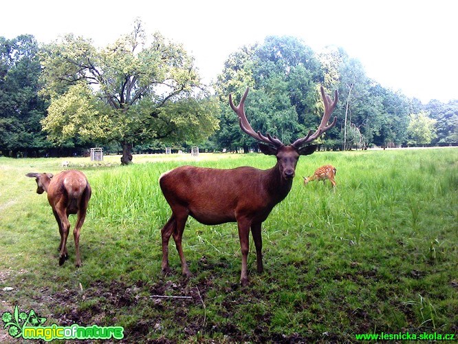 Jelen lesní - Cervus elaphus 1 - Foto Michaela Petrová