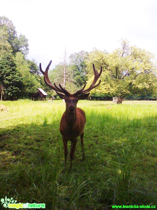 Jelen lesní 1 - Cervus elaphus - Foto Michaela Petrová