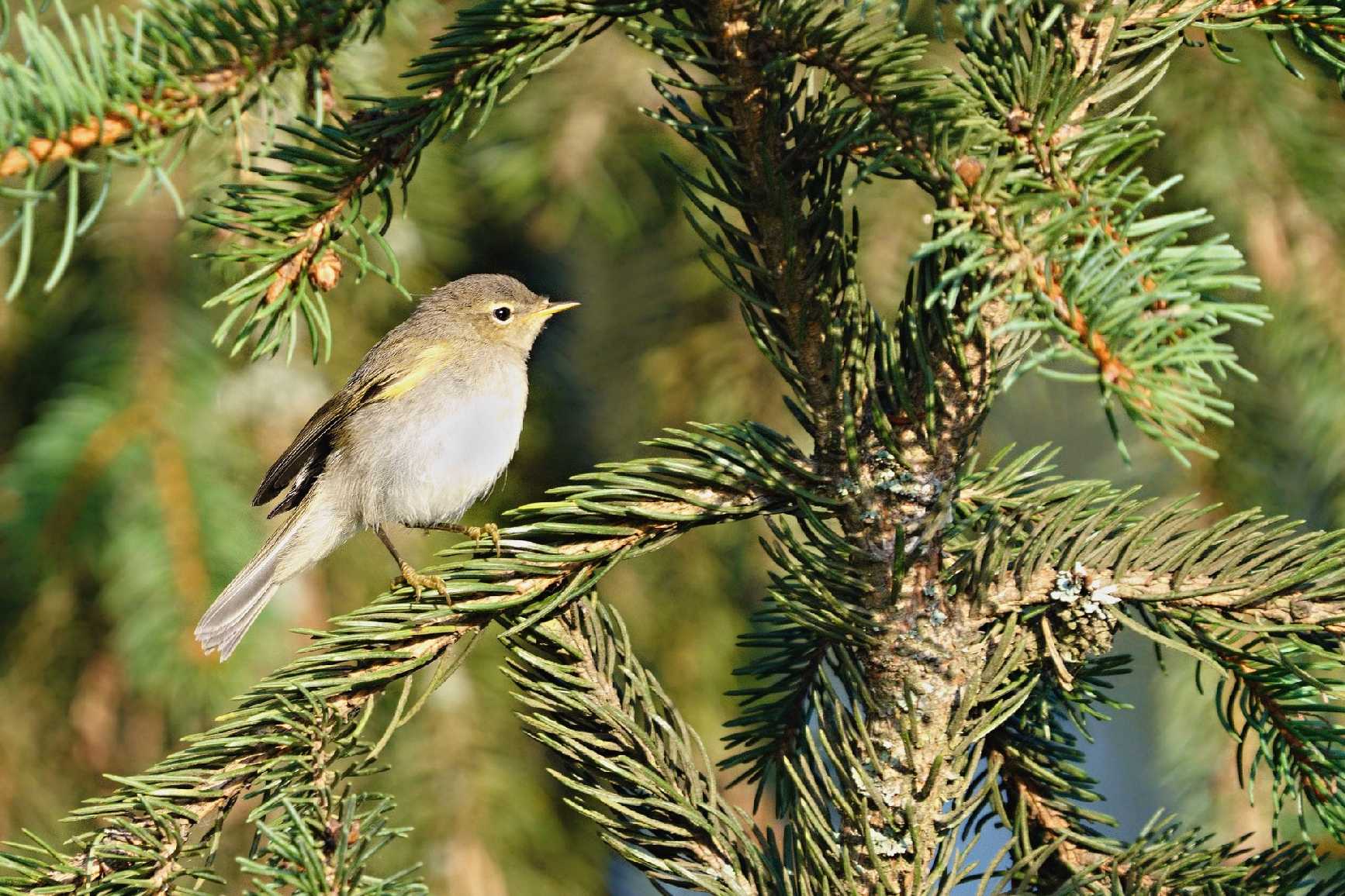 Budníček menší - Foto Jana Ježková 0924