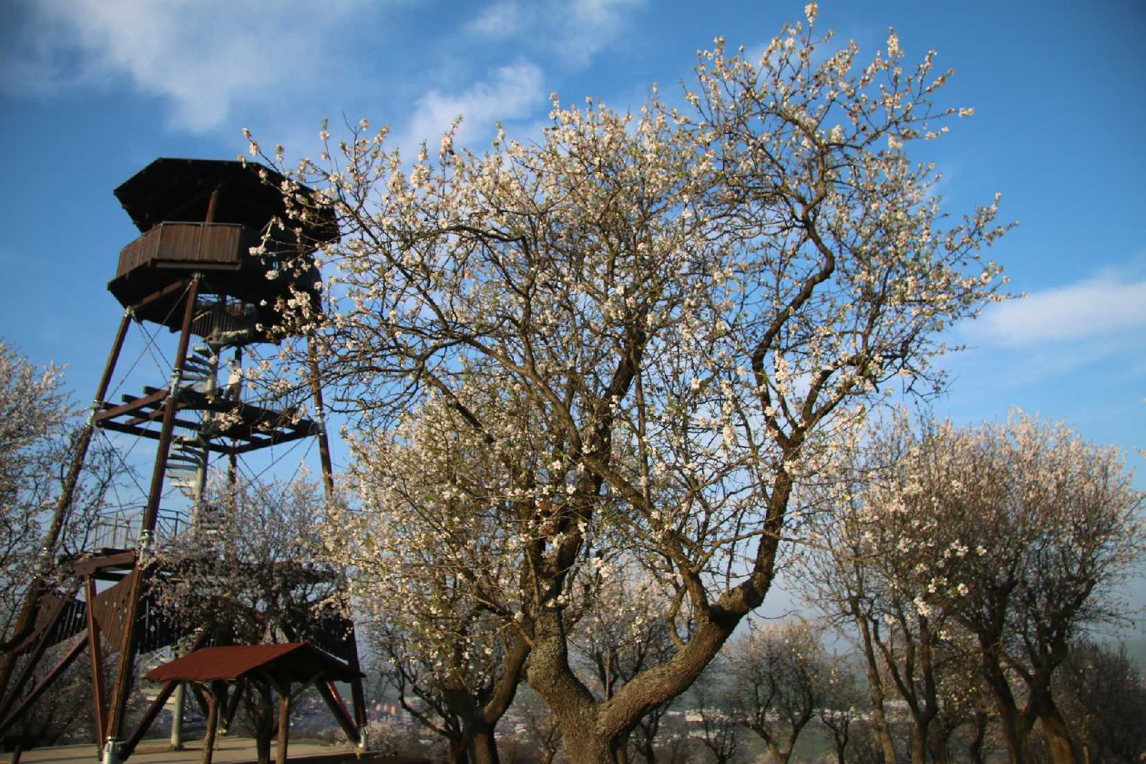 Hustopečské mandloně - Foto Ladislav Jonák 0325