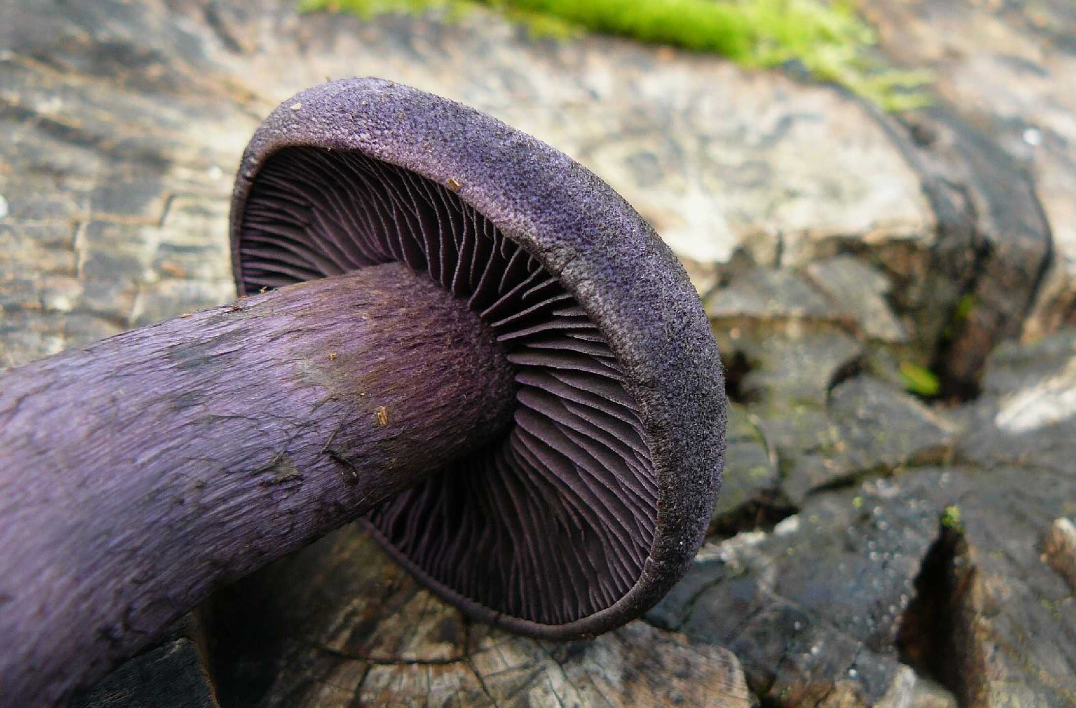Pavučinec fialový - Cortinarius violaceus - Foto Pavel Stančík 0425