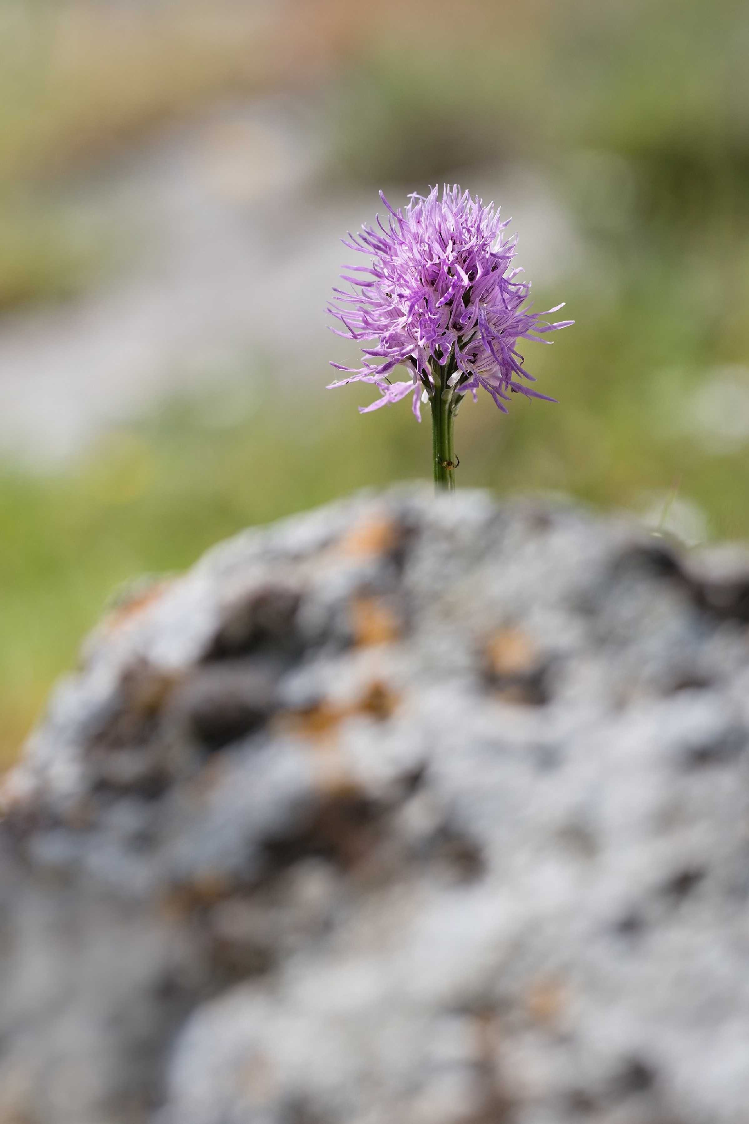 Orchis italica - Gargano - Foto Jana Ježková 0424