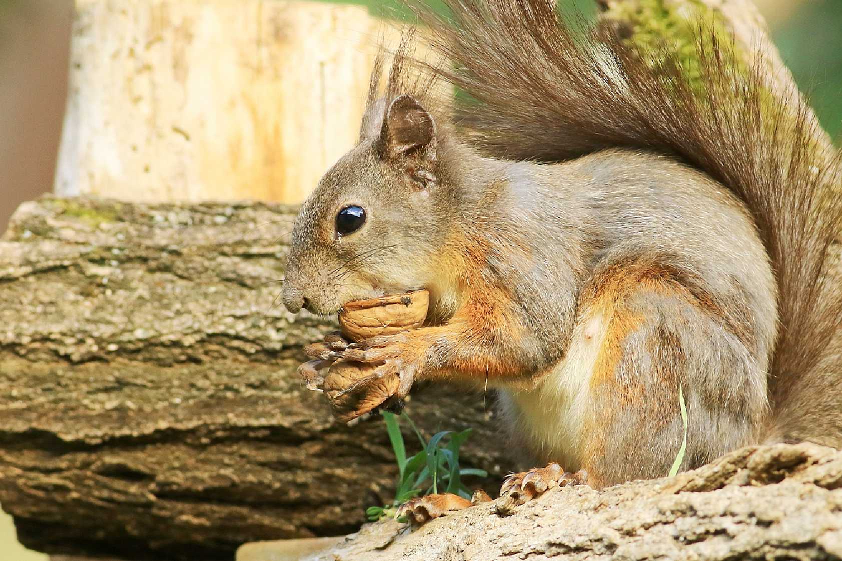 Veverka s oříšky - Foto Pavel Balazka 0225