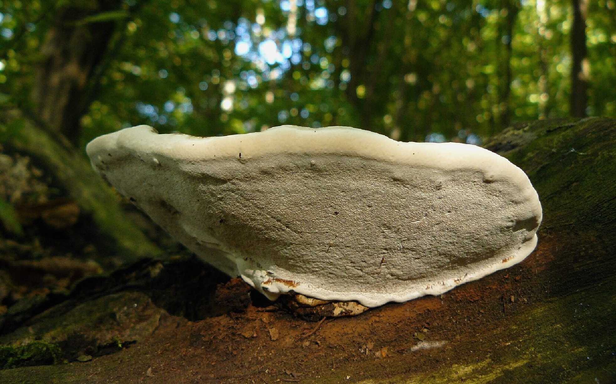 Lesklokorka ploská - Ganoderma applanatum - Foto Pavel Stančík 0425