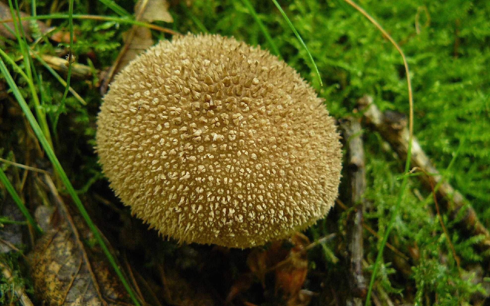 Pýchavka huňatá - Lycoperdon umbrinum - Foto Pavel Stančík 0425
