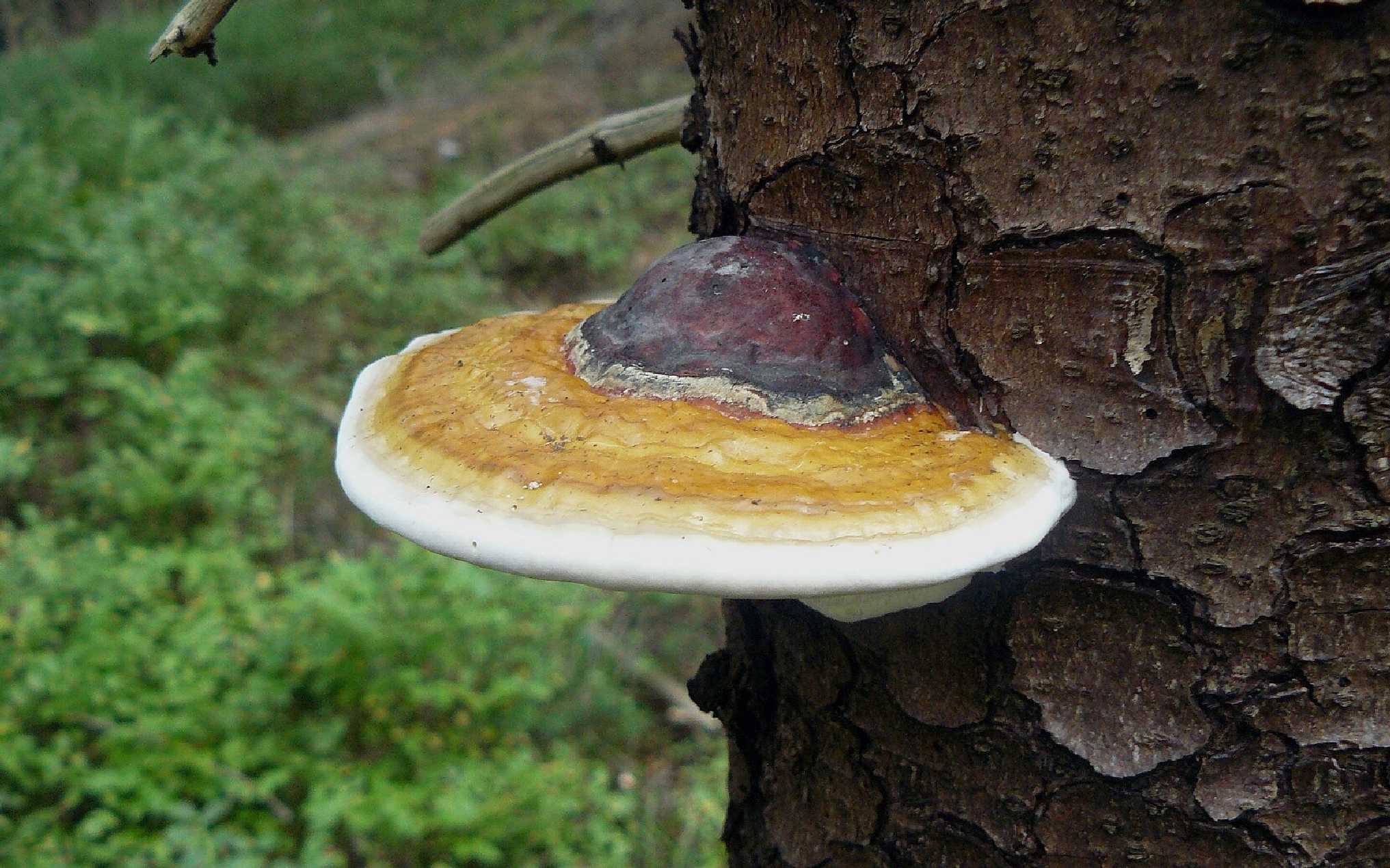Troudnatec pásovaný - Fomitopsis pinicola - Foto Pavel Stančík 0425