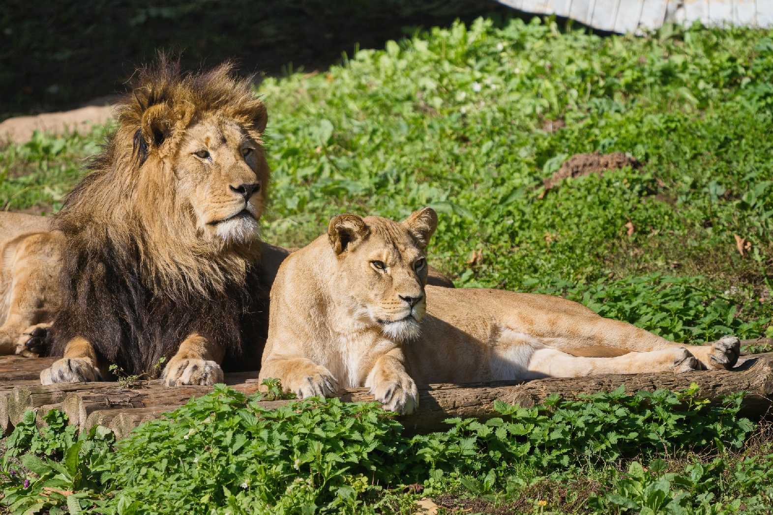 Zoo Dvůr Králové - Lev berberský - Foto Jana Ježková 1024 (2)