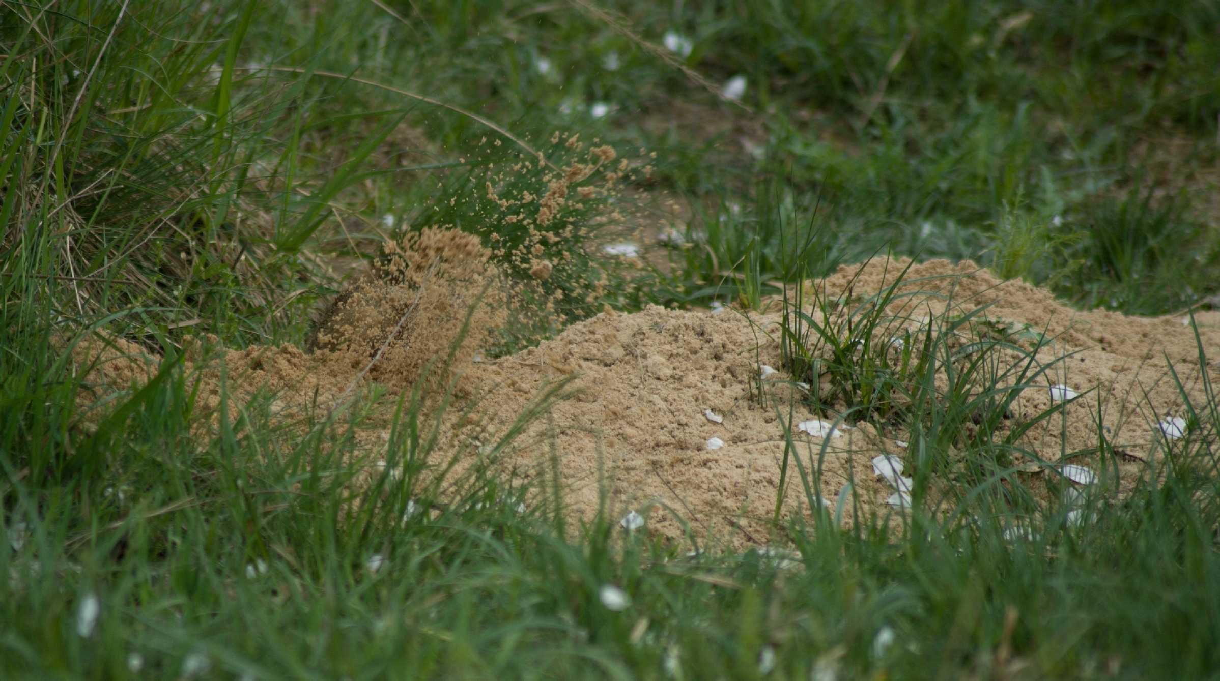 Syslí rezervace - Foto Tomáš Kunze 0425 (12)