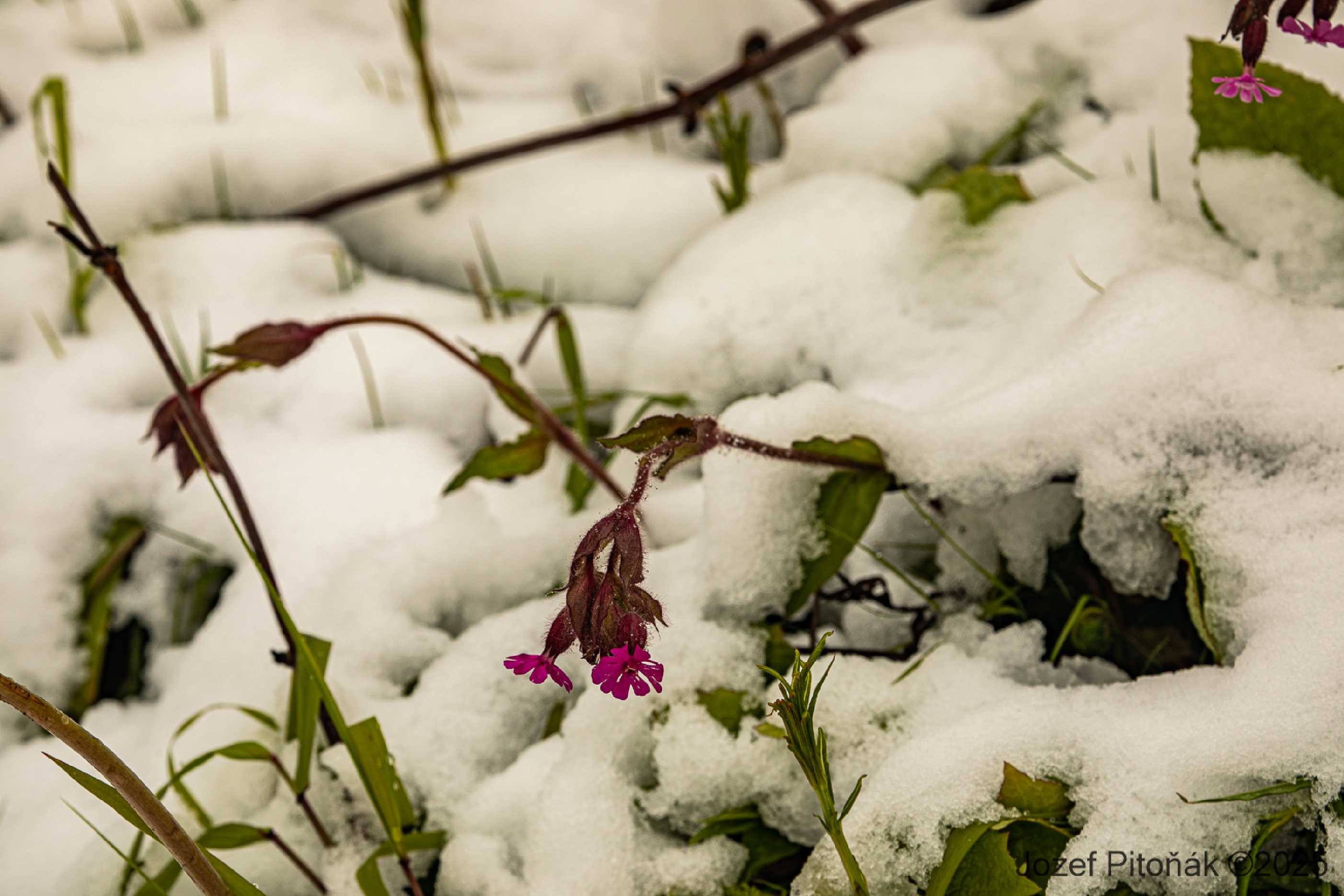 Slovenské hory - čtyřiadvacátého května - Foto Jozef Pitoňák 0525 (7)