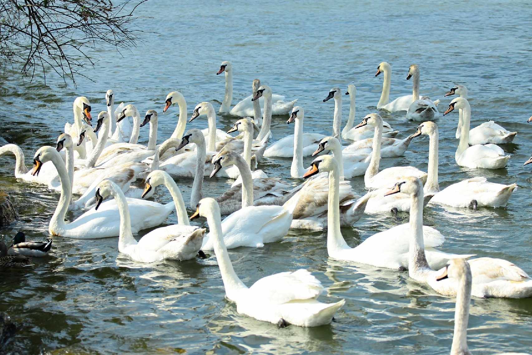 Labutí jezero - Foto Pavel Balazka 0325