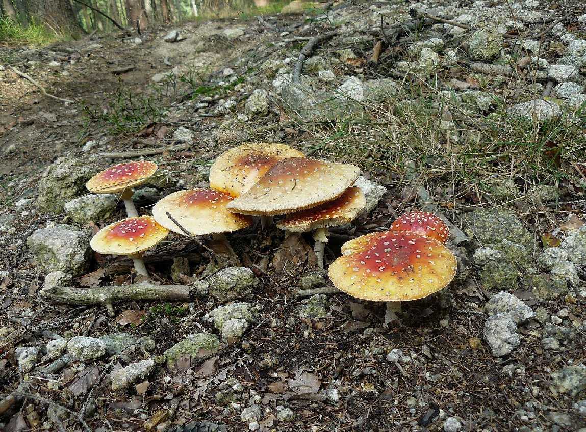Muchomůrka červená - Amanita muscaria - Foto Pavel Stančík 0525