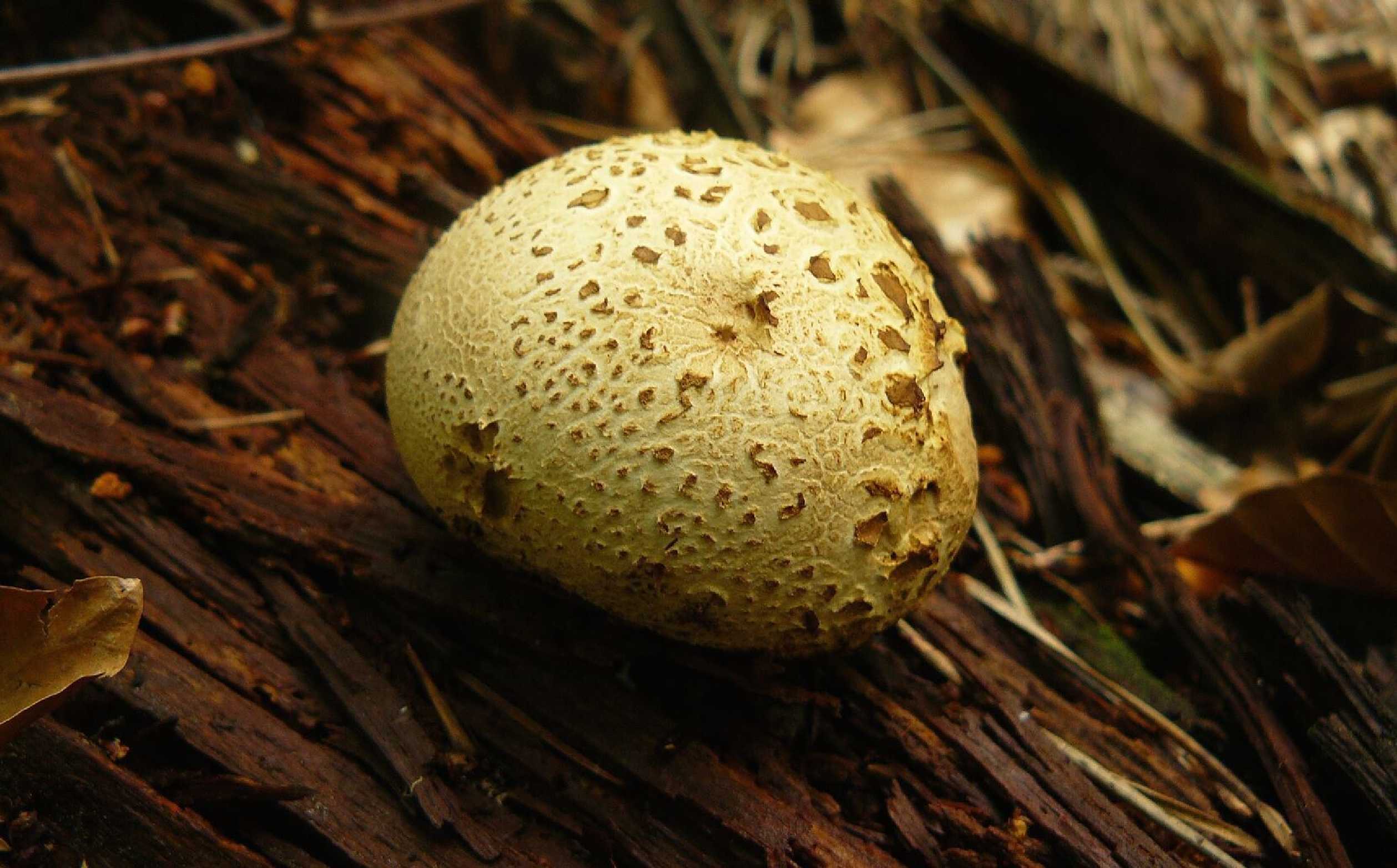 Pestřec obecný - Scleroderma citrinum - Foto Pavel Stančík 0525