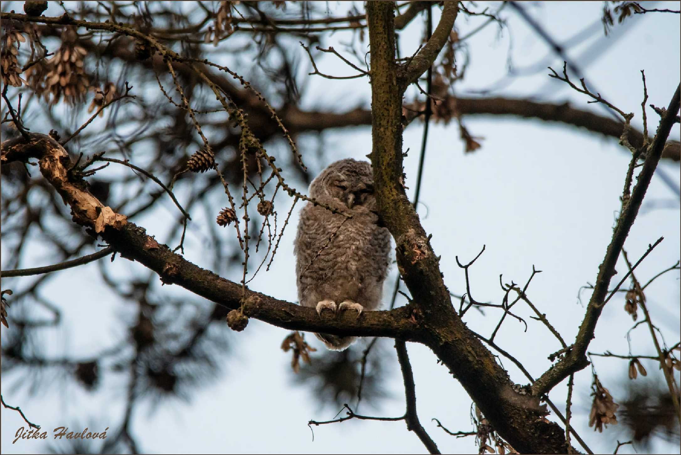 Malí puštíci - Foto Jitka Havlová 0625 (2)