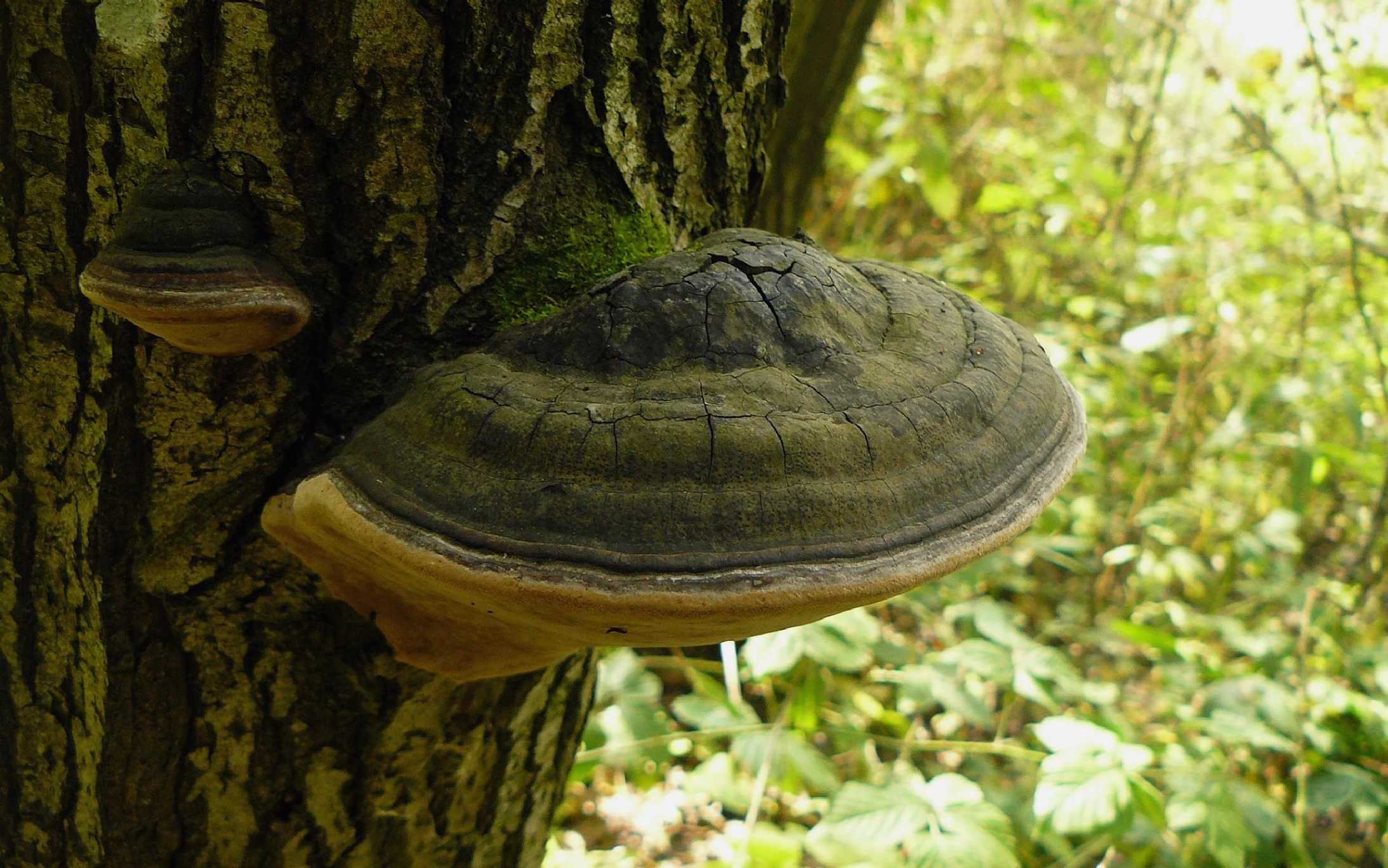 Ohňovec obecný na jívě - Foto Pavel Stančík 0625 (1)