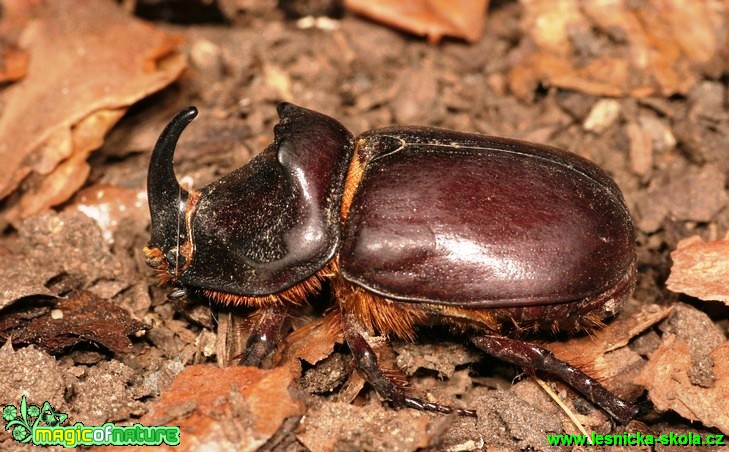 Nosorožík kapucínek - Oryctes nasicornis - Foto G. Ritschel