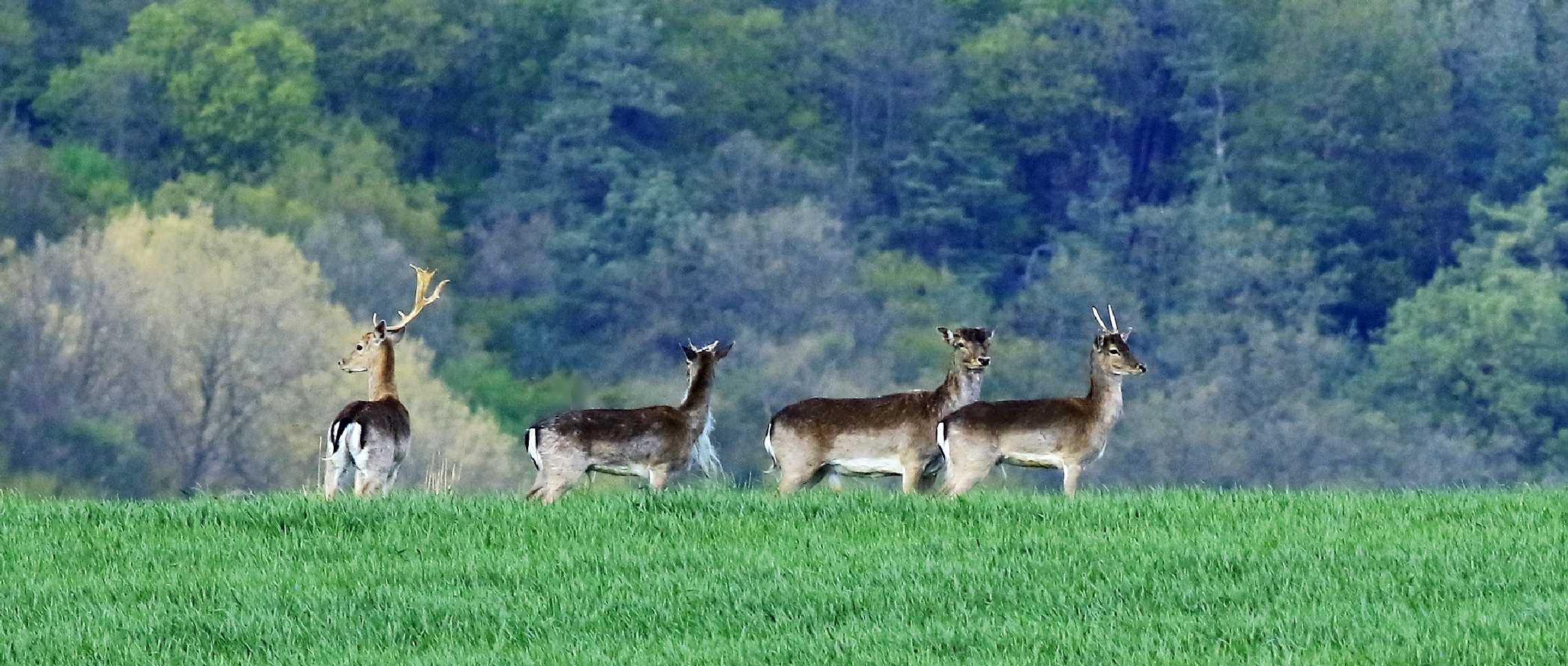 Dančí zvěř v polích - Foto Pavel Balazka 0425