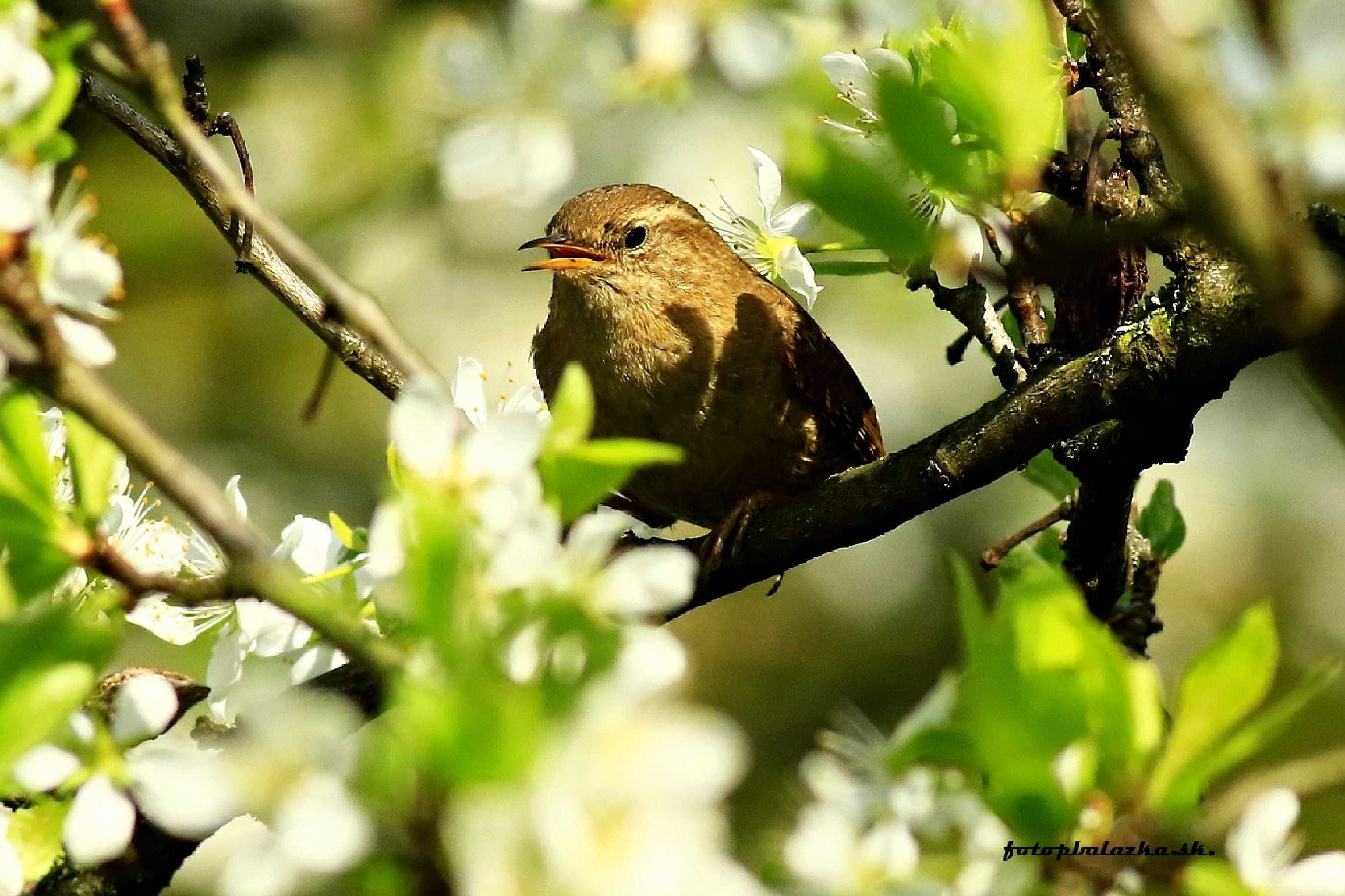 Střízlík - Foto Pavel Balazka 0425