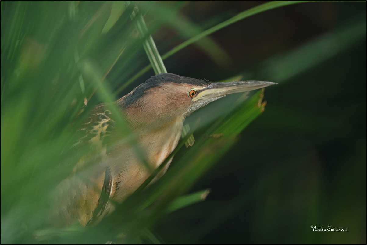 Bukáček malý - Foto Monika Suržinová 0825
