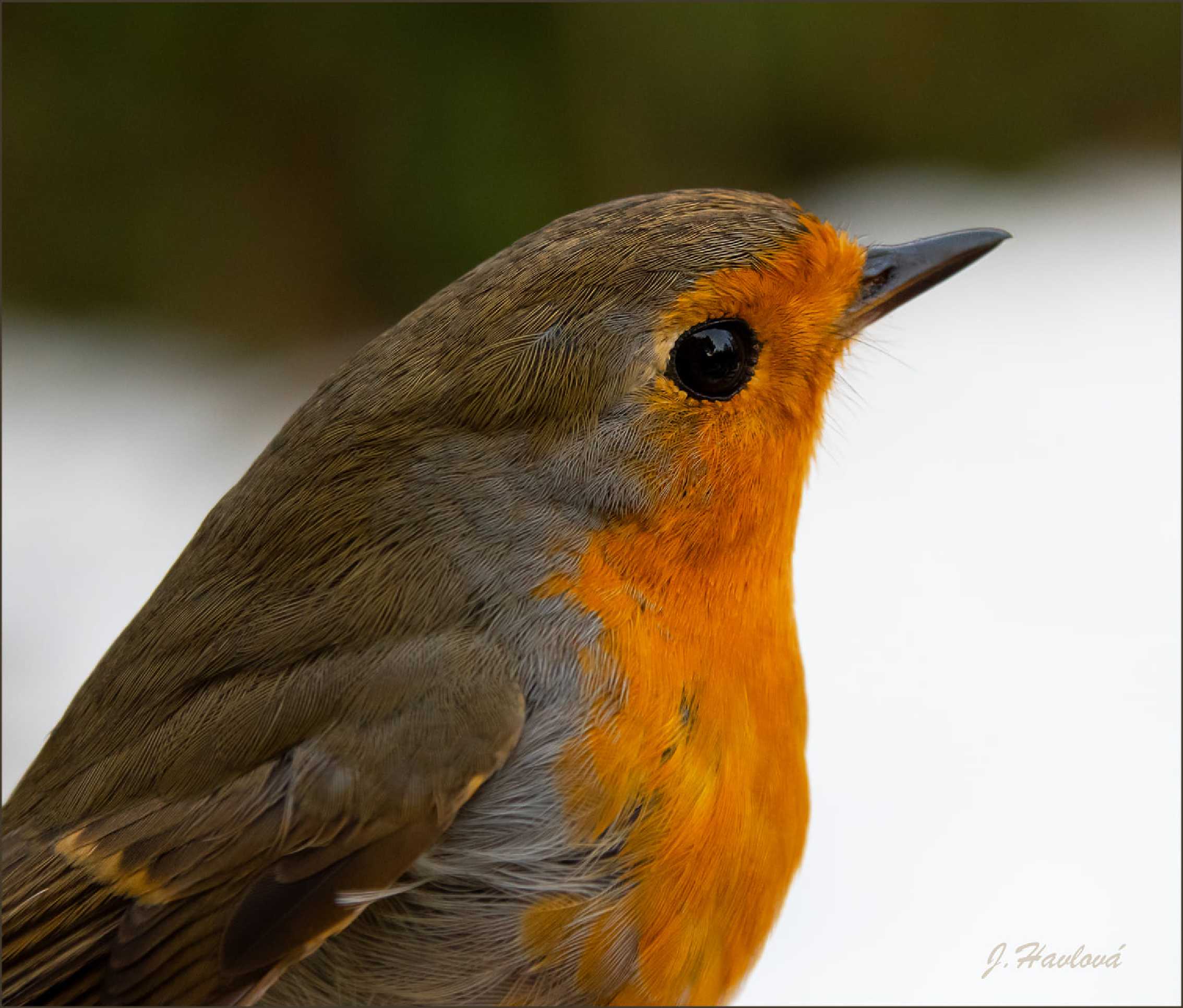 Červenka obecná - Erithacus rubecula - Foto JItka Havlová 0825 (1)