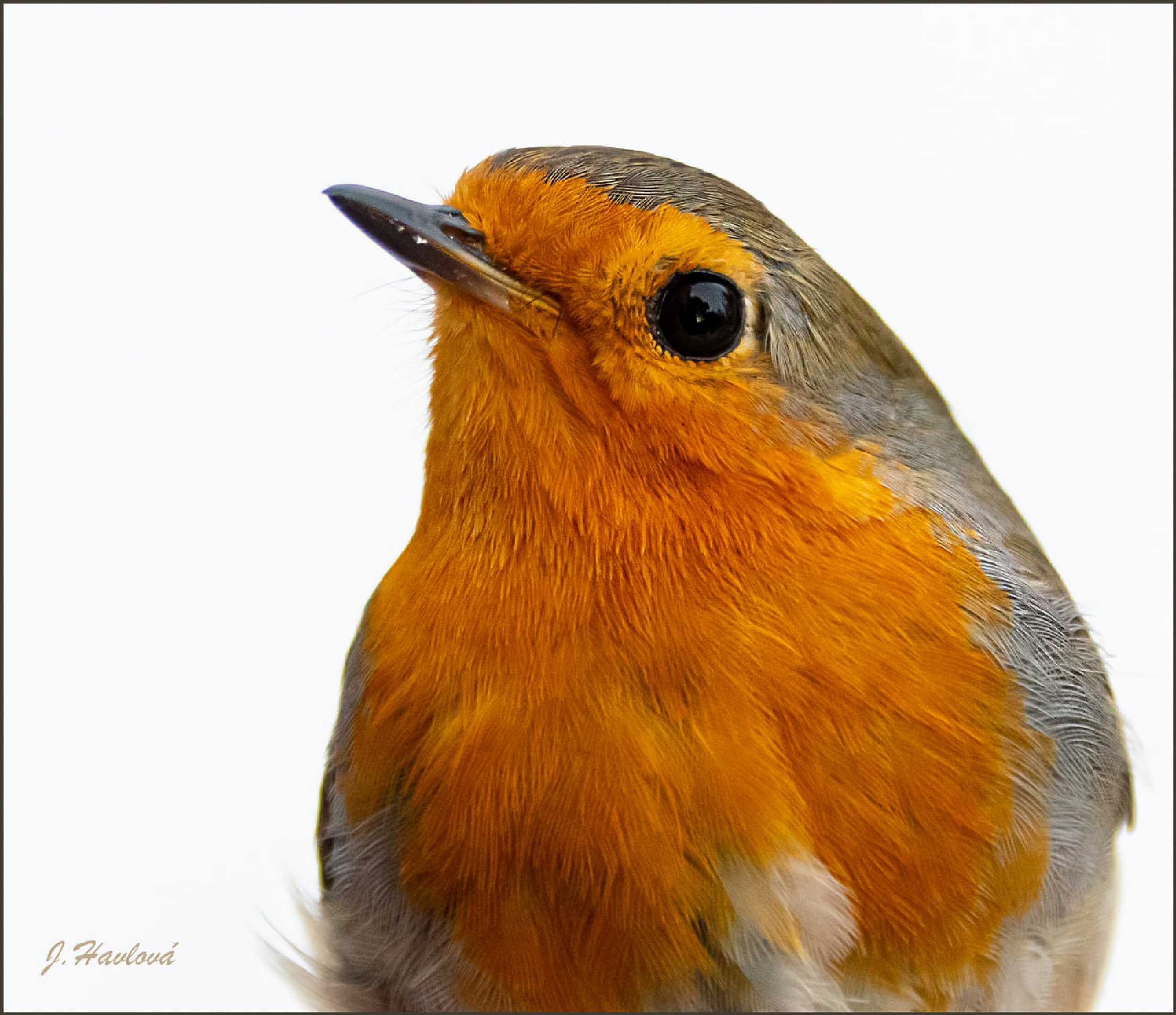 Červenka obecná - Erithacus rubecula - Foto JItka Havlová 0825 (2)
