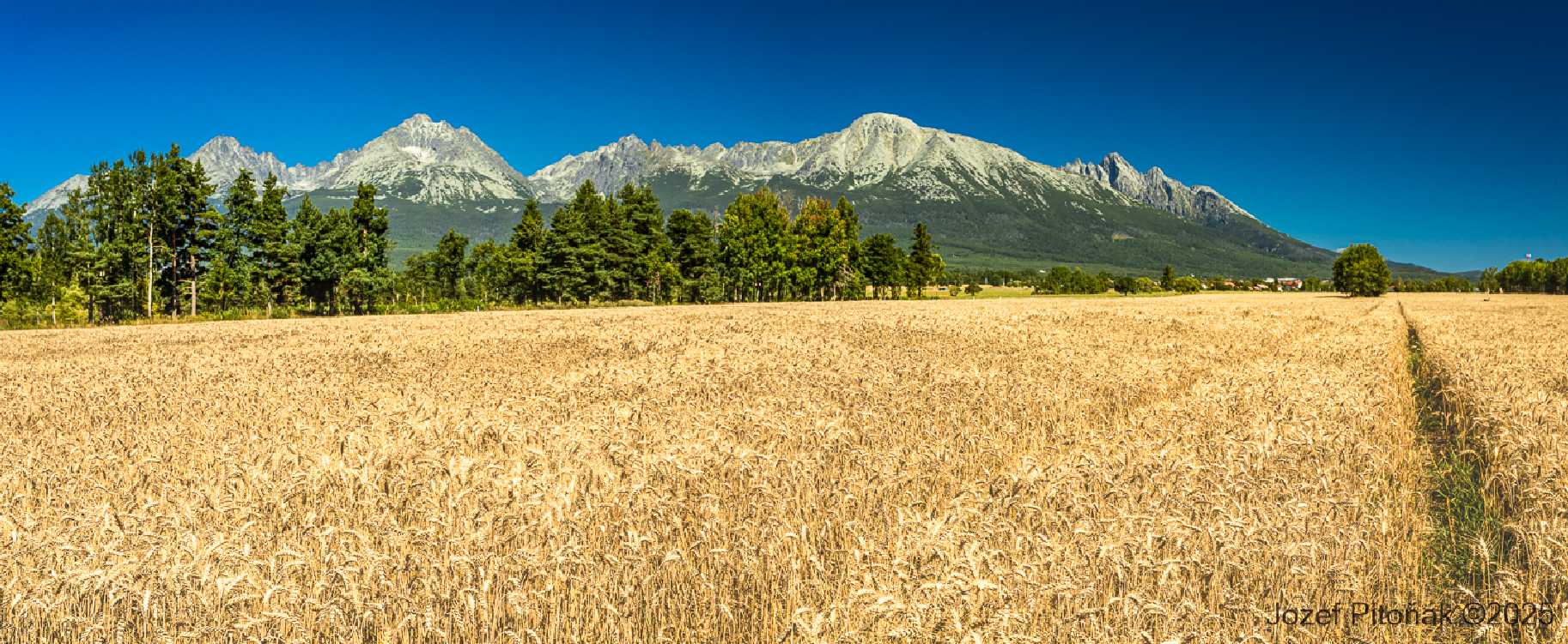 Obilí pod Tatrami - Foto Jozef Pitoňák 0825 (1)