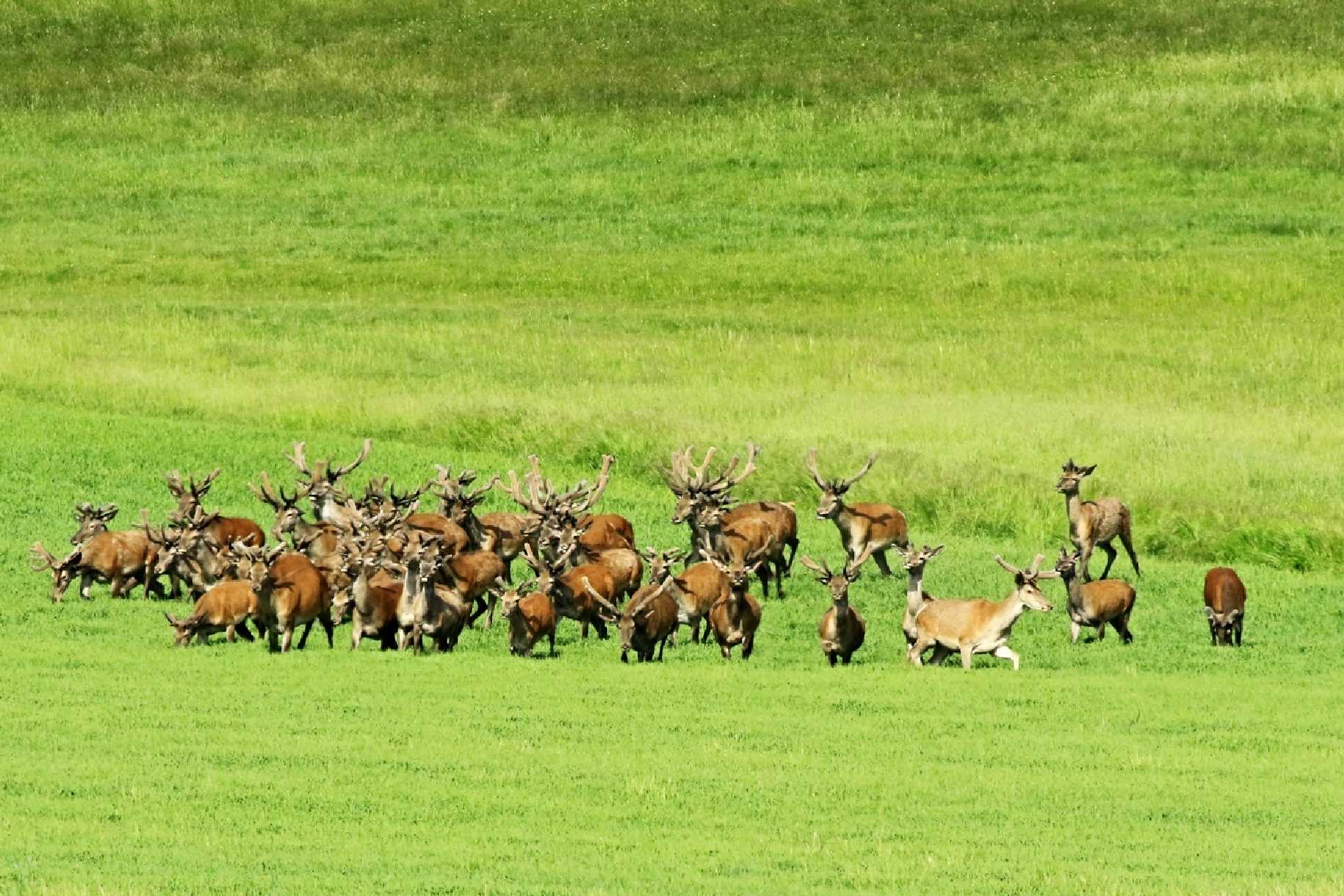 Na pastvě - Foto Pavel Balazka 0525