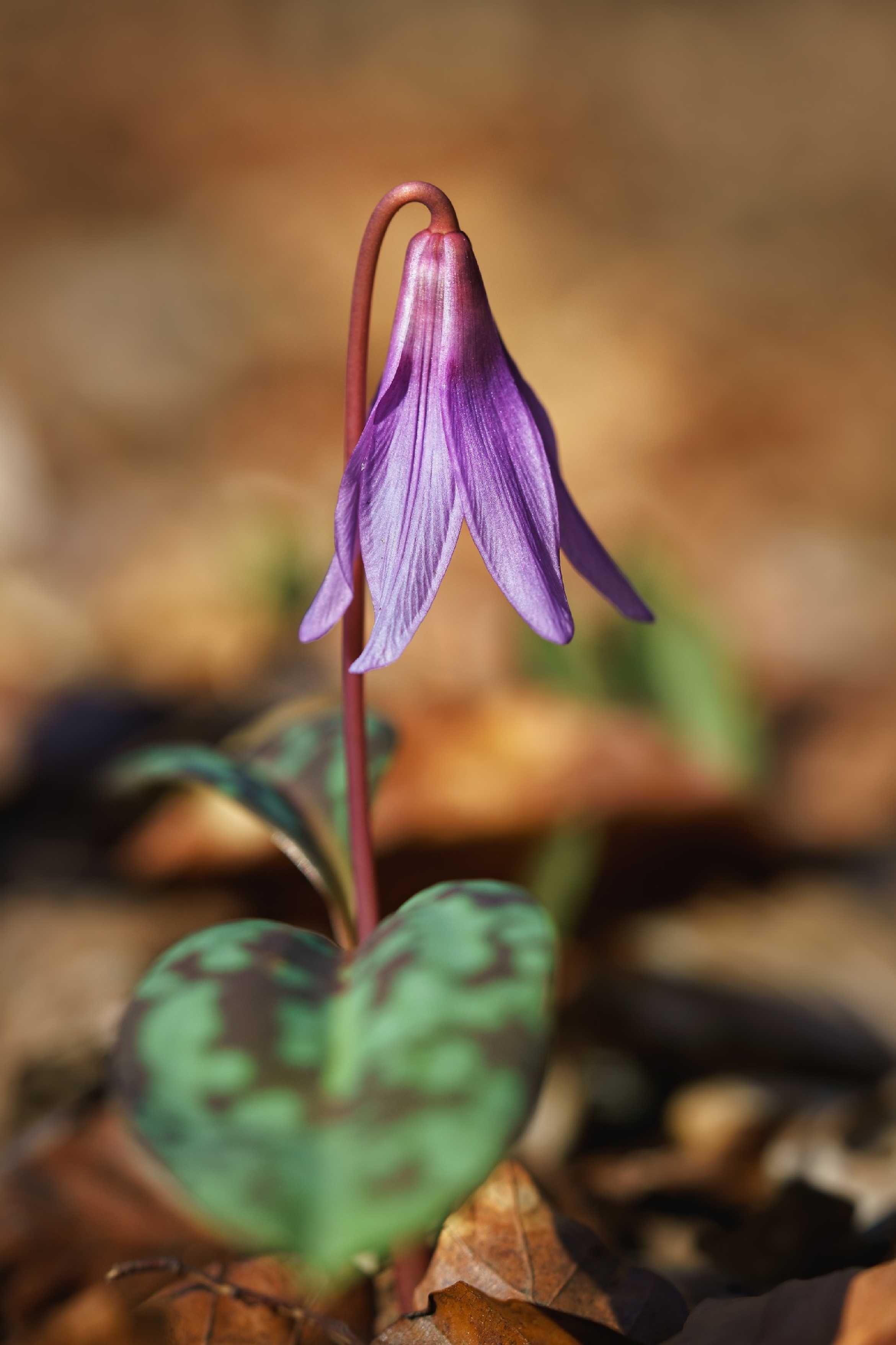 Kandík psí zub - Erythronium dens-canis - Foto Jana Ježková 0325 (1)
