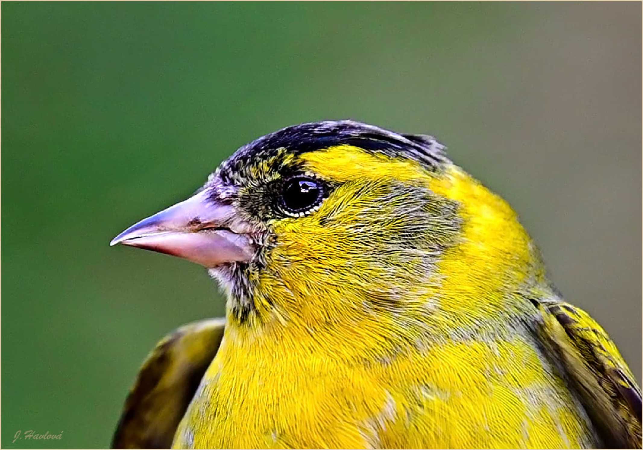 Čížek lesní - Carduelis spinus - sameček - Foto Jitka Havlová 0825