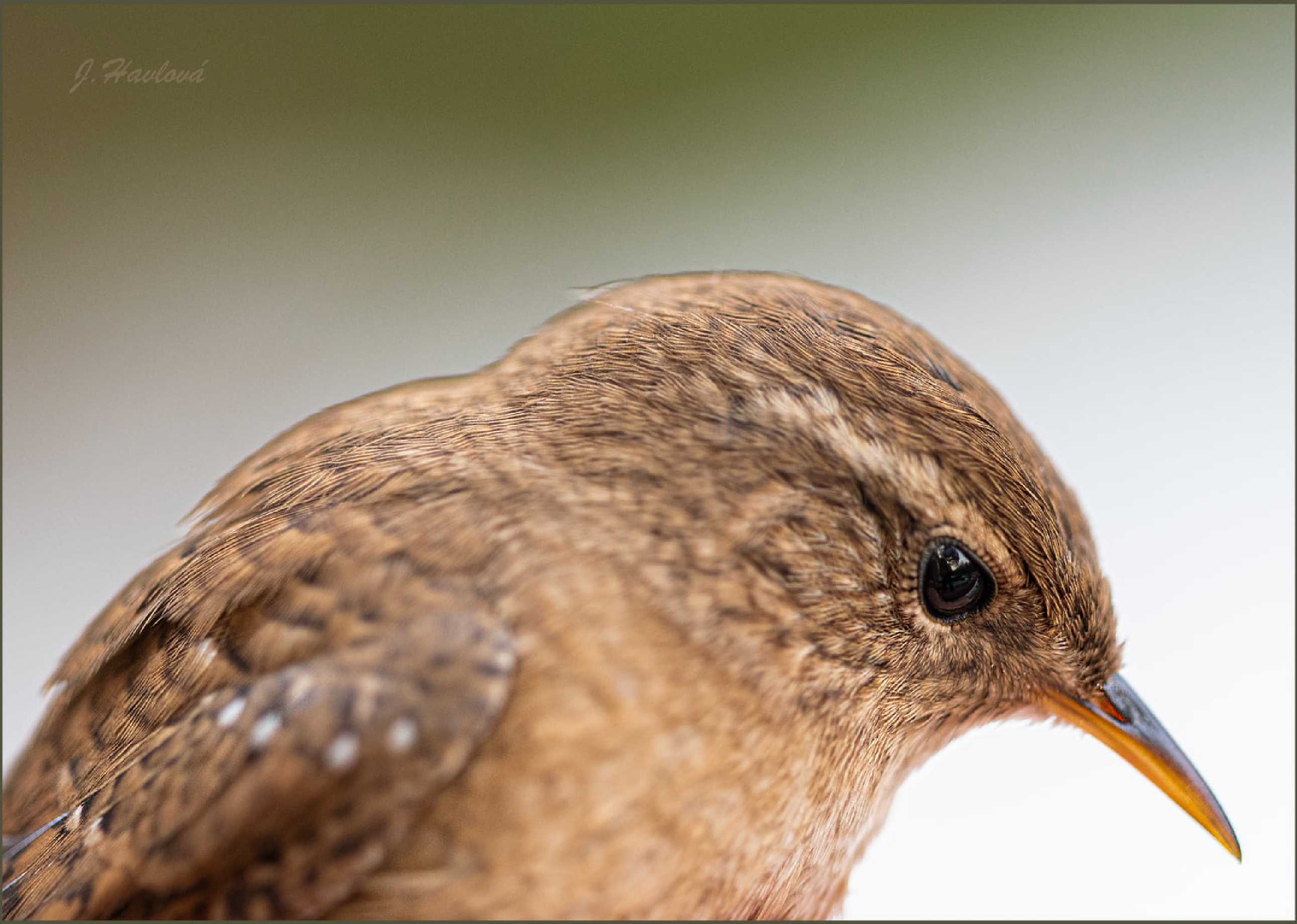 Střízlík - Troglodytes troglodytes - Foto Jitka Havlová 0825