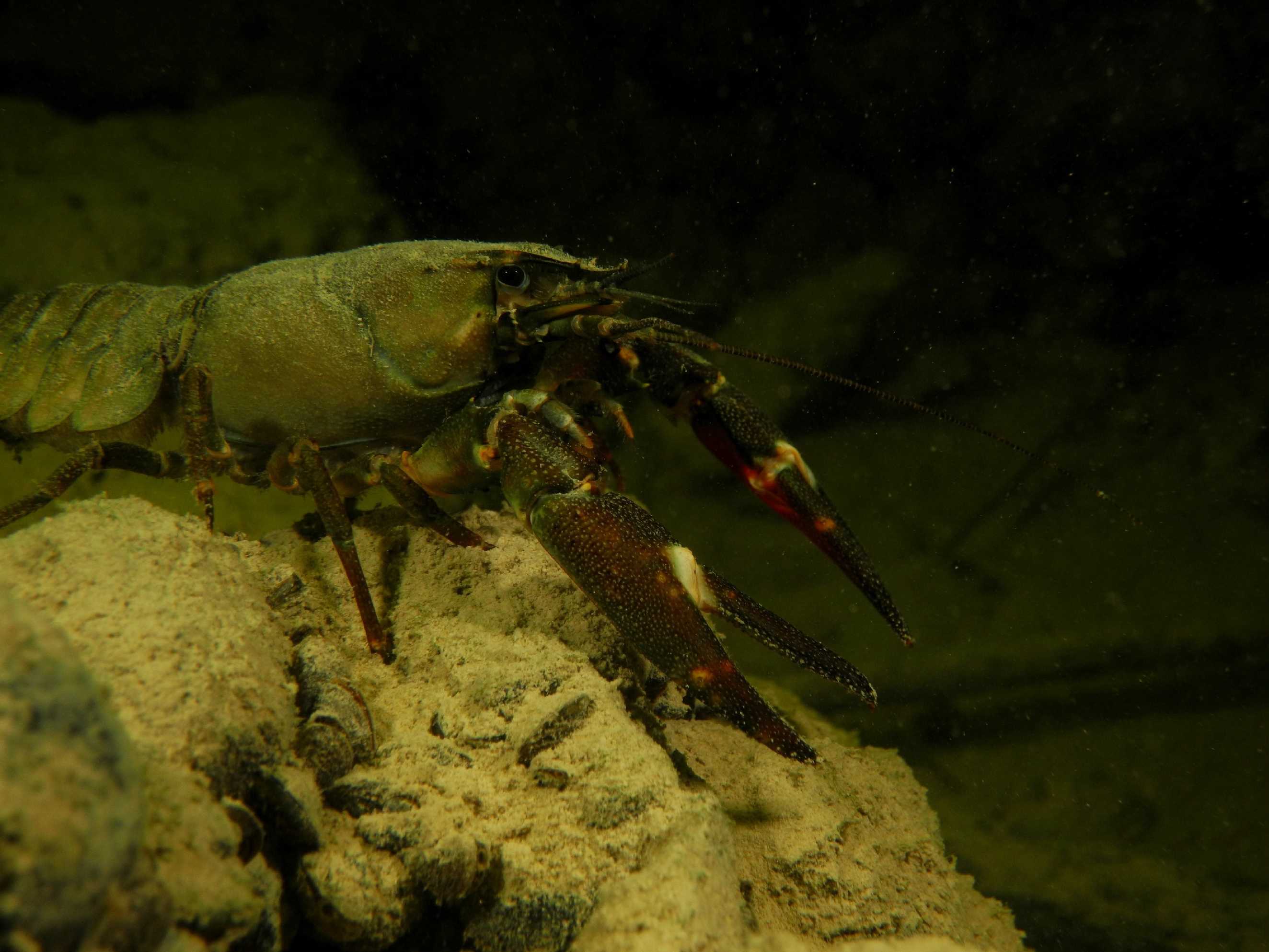 V království raků - Foto Tomáš Kunze 0925 (2)