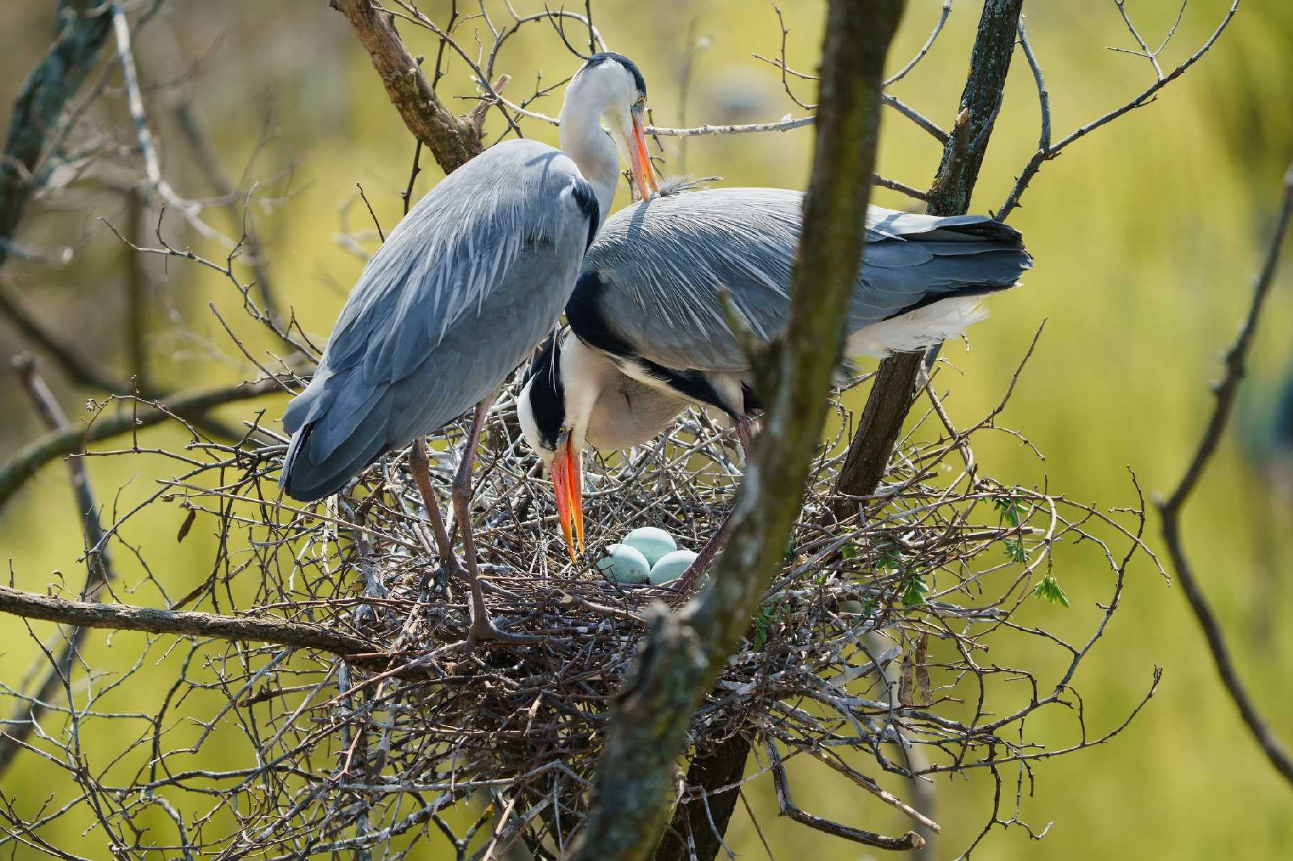 Volavky na hnízdě - Foto Jana Ježková 0425 (1)