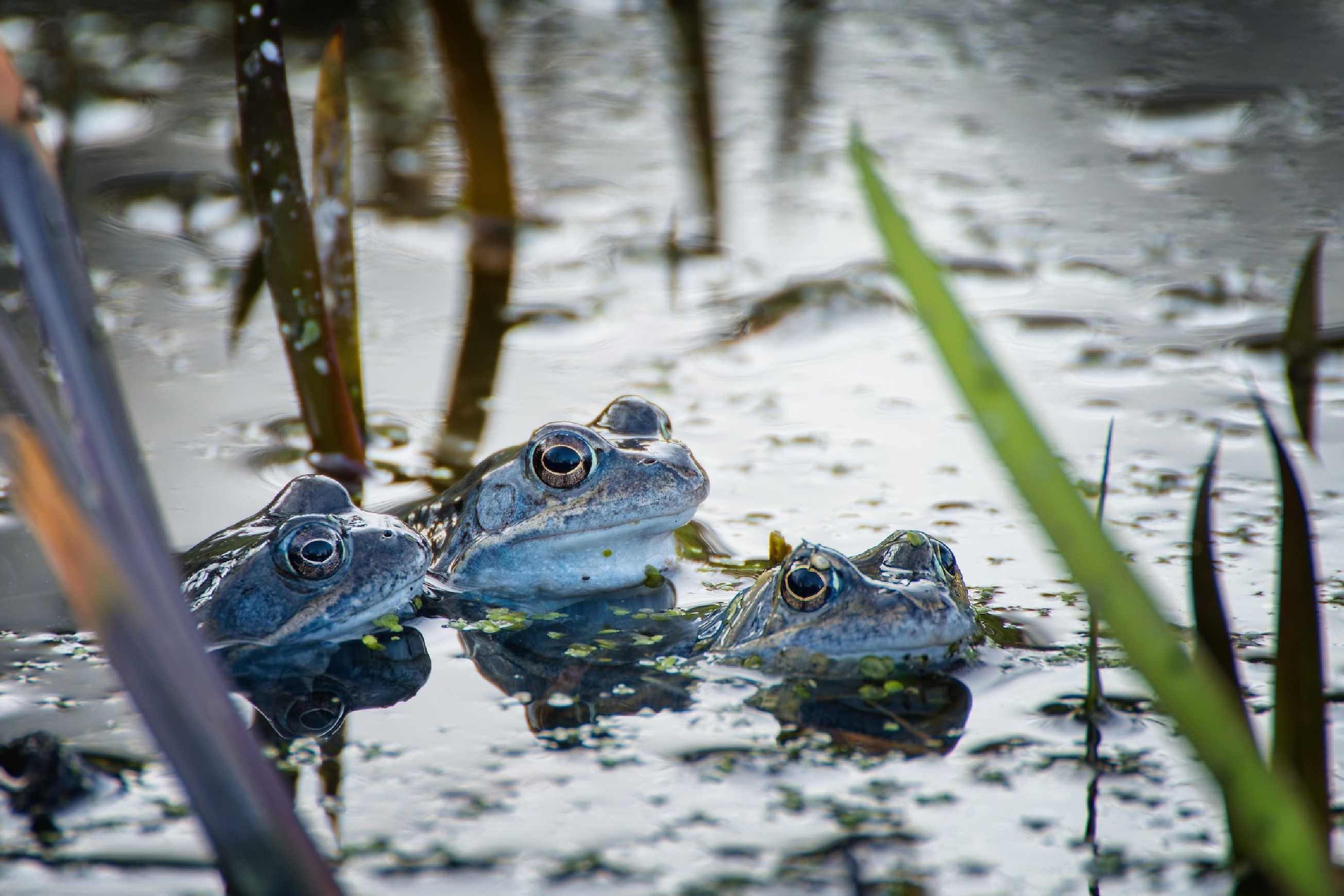 Skokan hnědý ve svatebním - Foto Jana Ježková 0325
