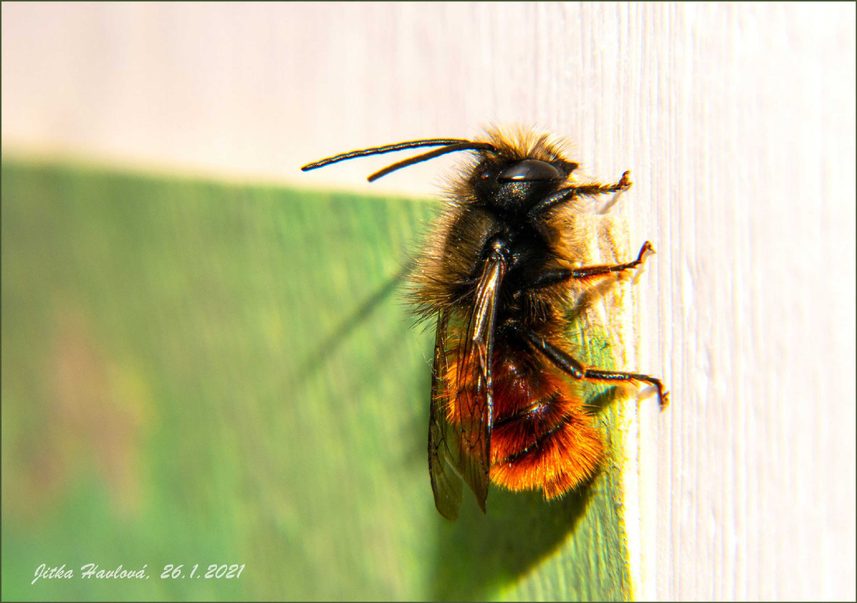 Včela zednice - Foto Jitka Havlová 0925