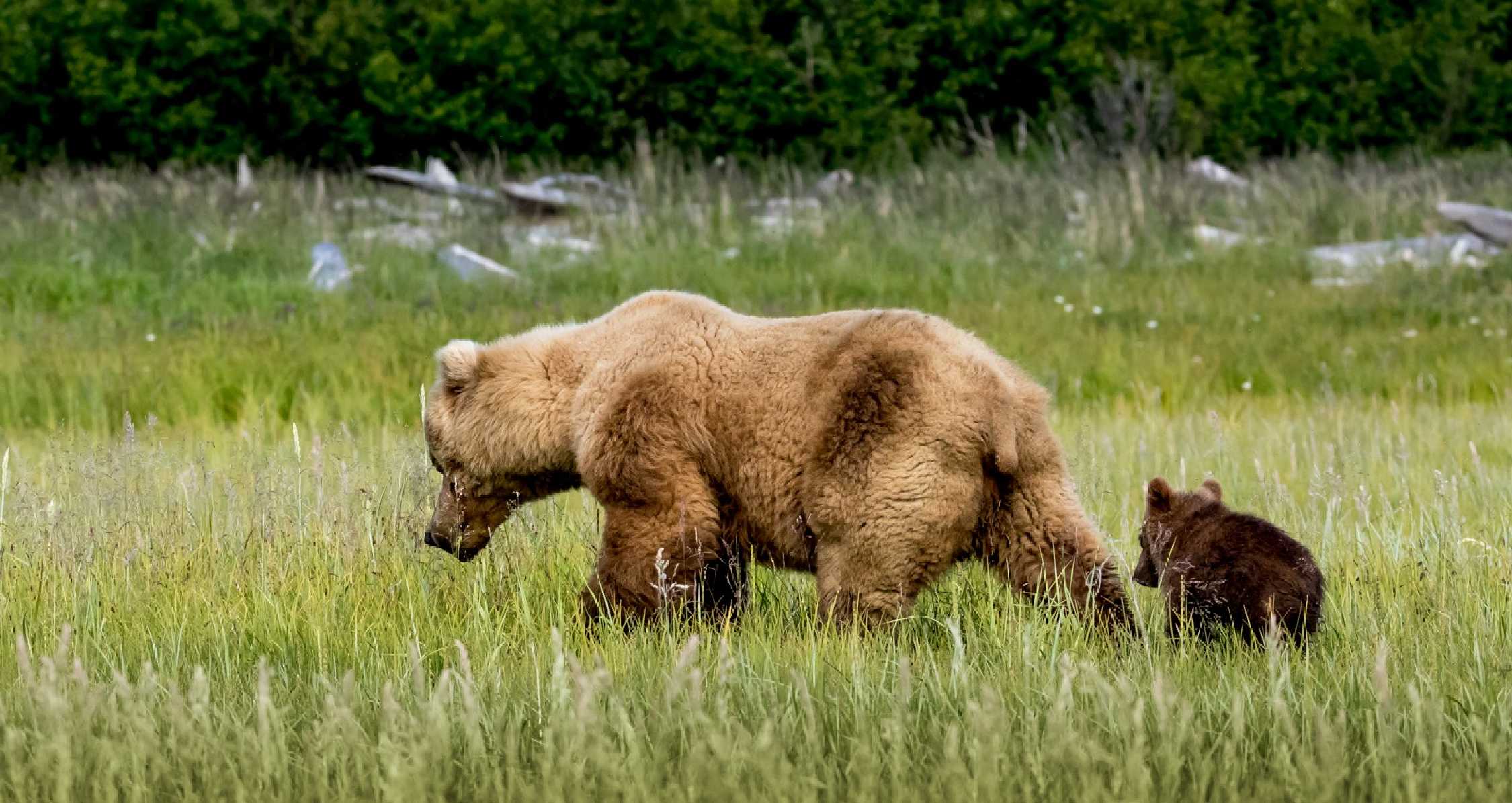 Aljašští grizzlyové - Foto Ladislav Hanousek 0925 (1)